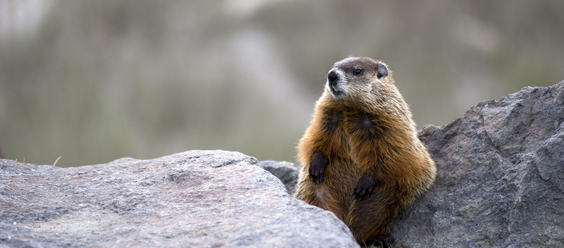 Wildlife Removal
